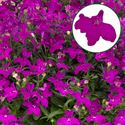 Afbeelding van Lobelia P12 Purple